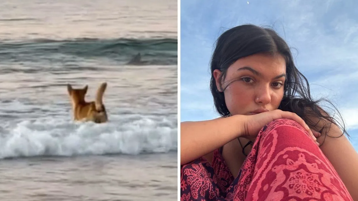 Disturbing new clues emerge in Australian stray dog ​​attack case: Piper James’s family says she received threatening messages that morning — Investigators are now questioning