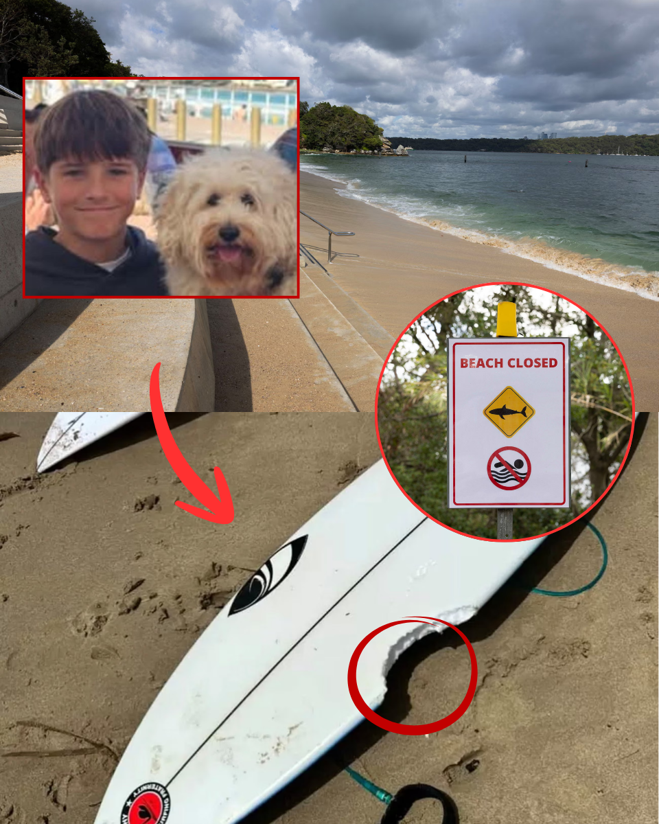 SHARK TERROR: 4 Attacks in 48 Hours. Why Sydney’s Waters Just Became a Death Trap