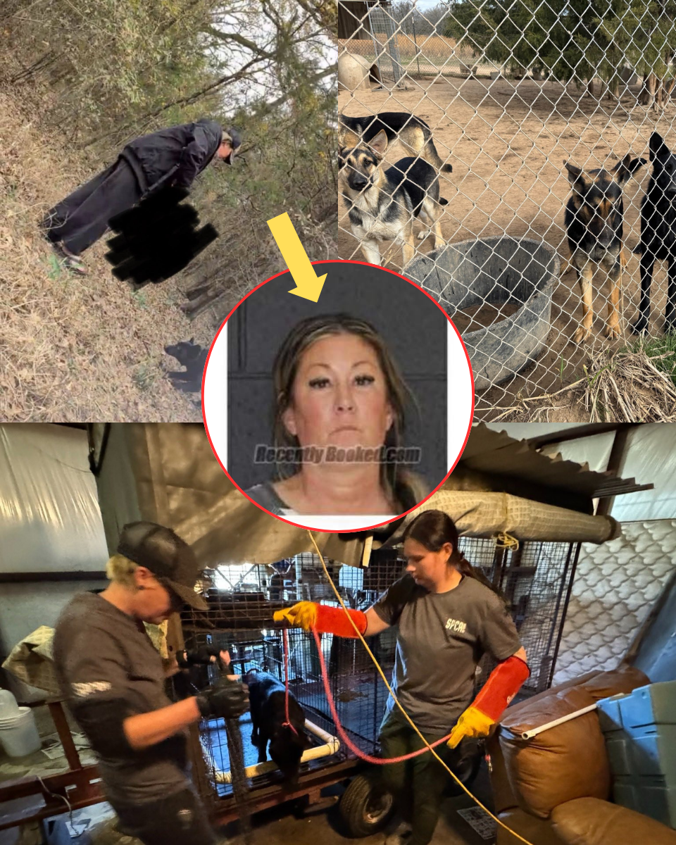 HORROR AT THE RANCH: 56 German Shepherds seized in federal raid after ‘sickening’ viral video shows dog tied to tree and SH0T THREE TIMES – as breeder claims it was ‘m;ercy killi;ng’ for tumor but ex-worker alleges dogs were ki;;lle;;d when they couldn’t breed