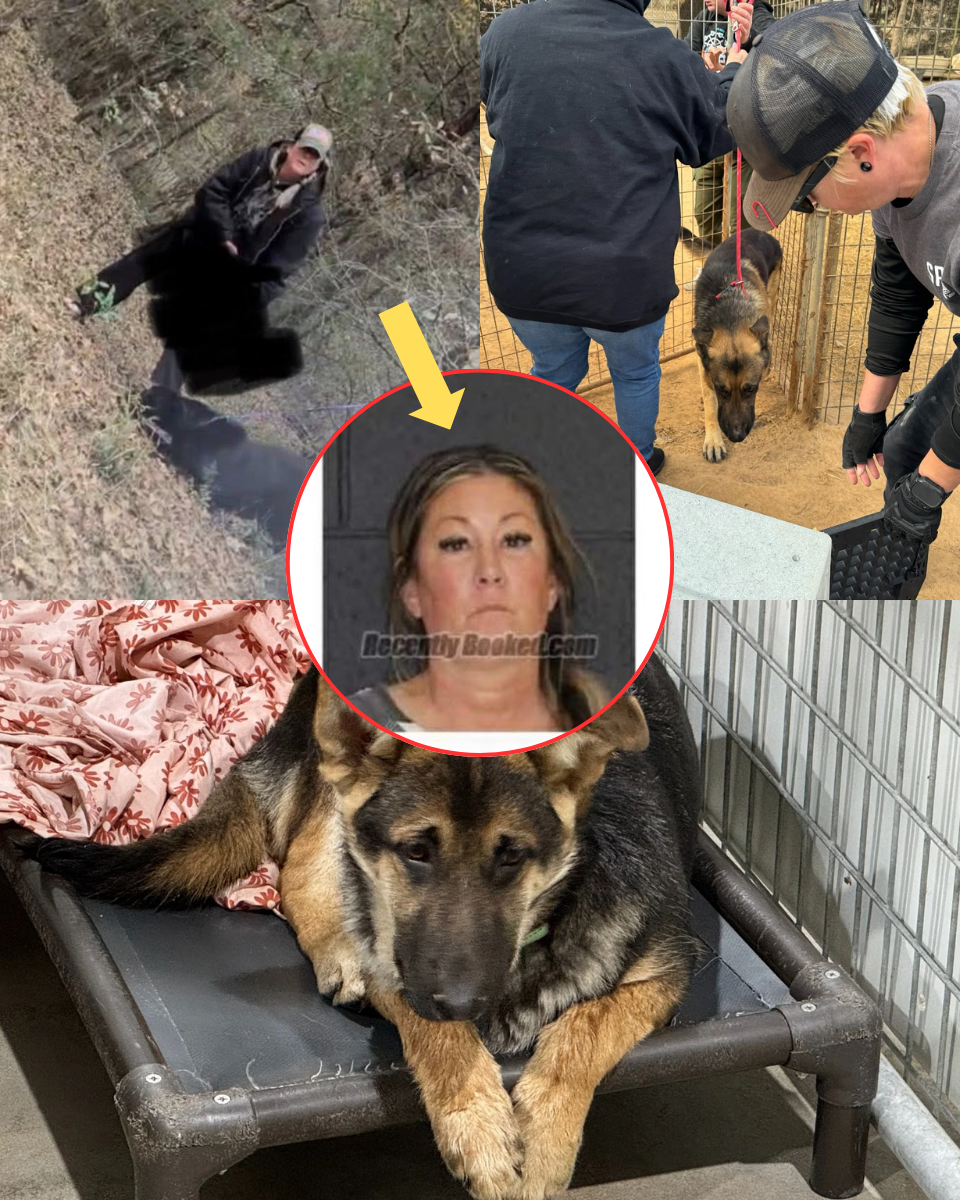 TEXAS ‘HOUSE OF HORRORS’ EXPOSED: Moment FBI storm elite German Shepherd ranch after ‘ba;;rbaric’ video shows dog being executed in cold bl00d – while ‘bree;;der to the milit;ary’ cla;ims she’s the victim of a sm:ear camp;aign