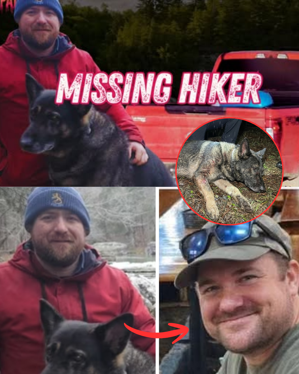 MIRACLE ON THE CLIFFS! Loyal German Shepherd Zoey found ALIVE on treacherous ledge days after owner Chris Palmer vanished – but the chilling mystery of his disappearance only deepens ๐พ๐