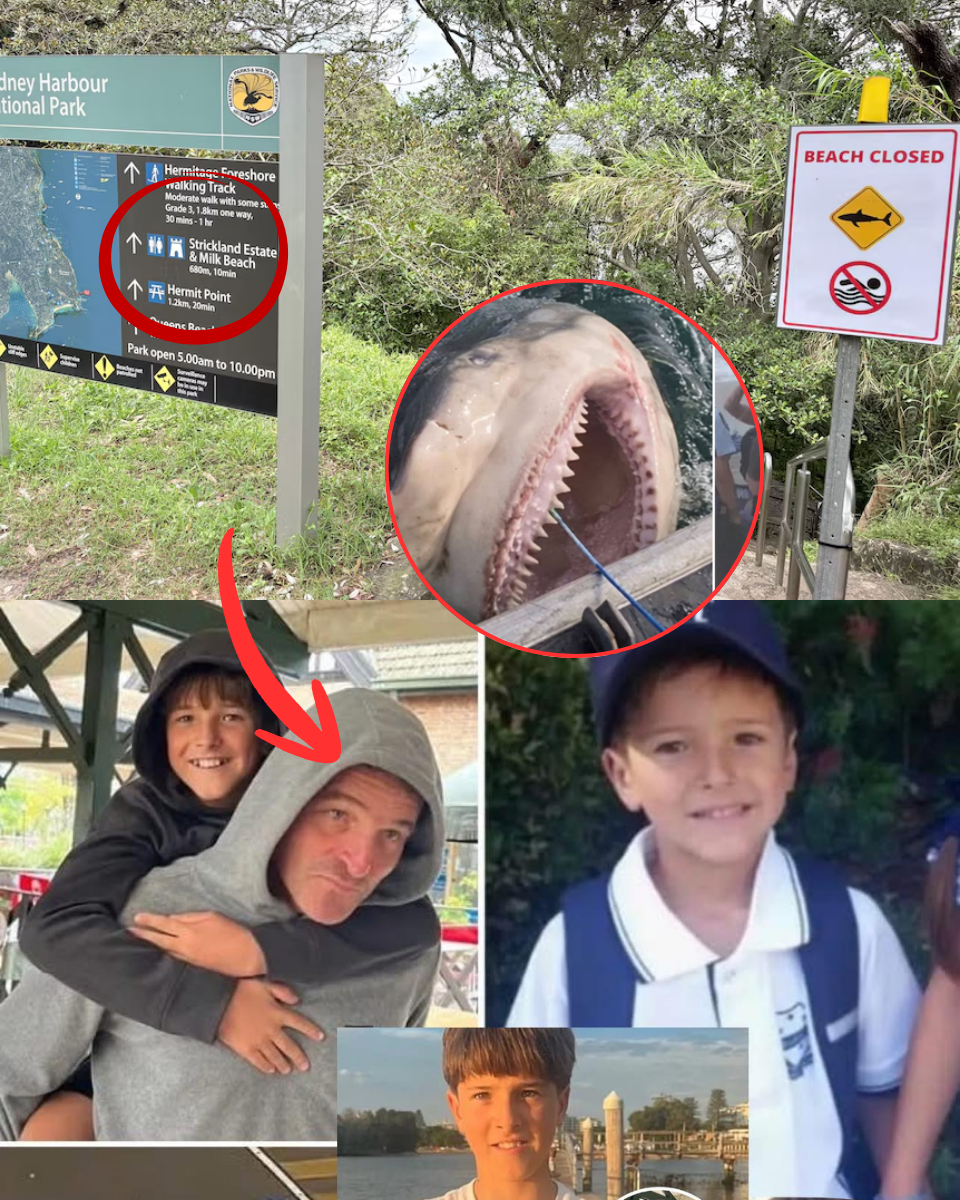 BEYOND PREDATORY INSTINCT: Scientists Baffled by Strange Brain Waves in Sydney Harbour Attacker.