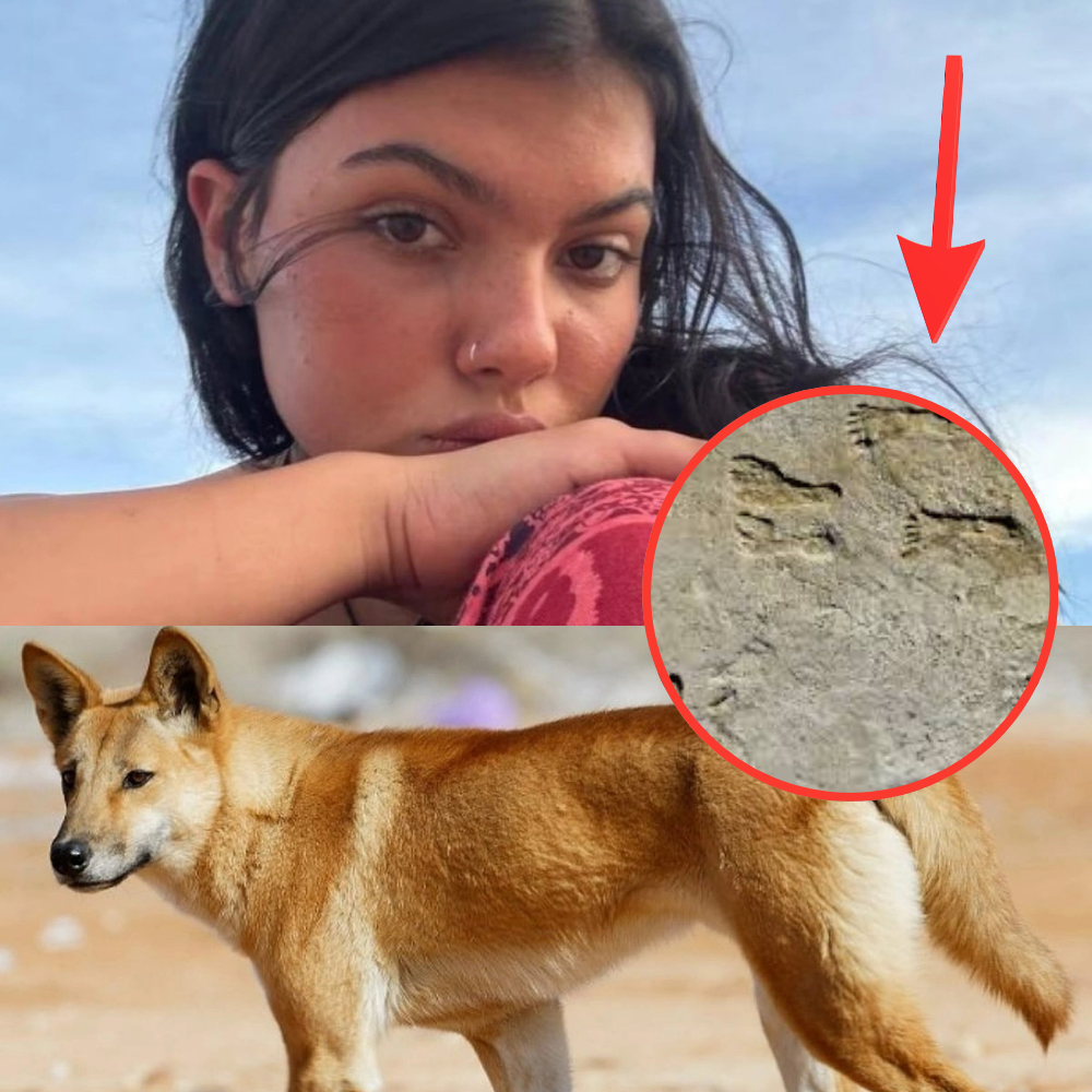 5 minutes ago: An unbelievable twist in the Piper James case; death has been confirmed, but DNA found at the scene contains many suspicious points, leaving experts shaking their heads in bewilderment…