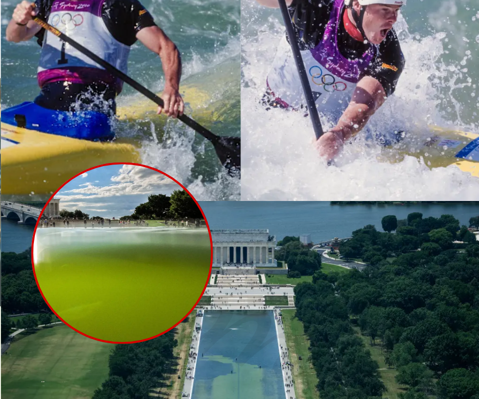 Vandalism or Management Disaster? Decoding the Incident at the Reflecting Pool