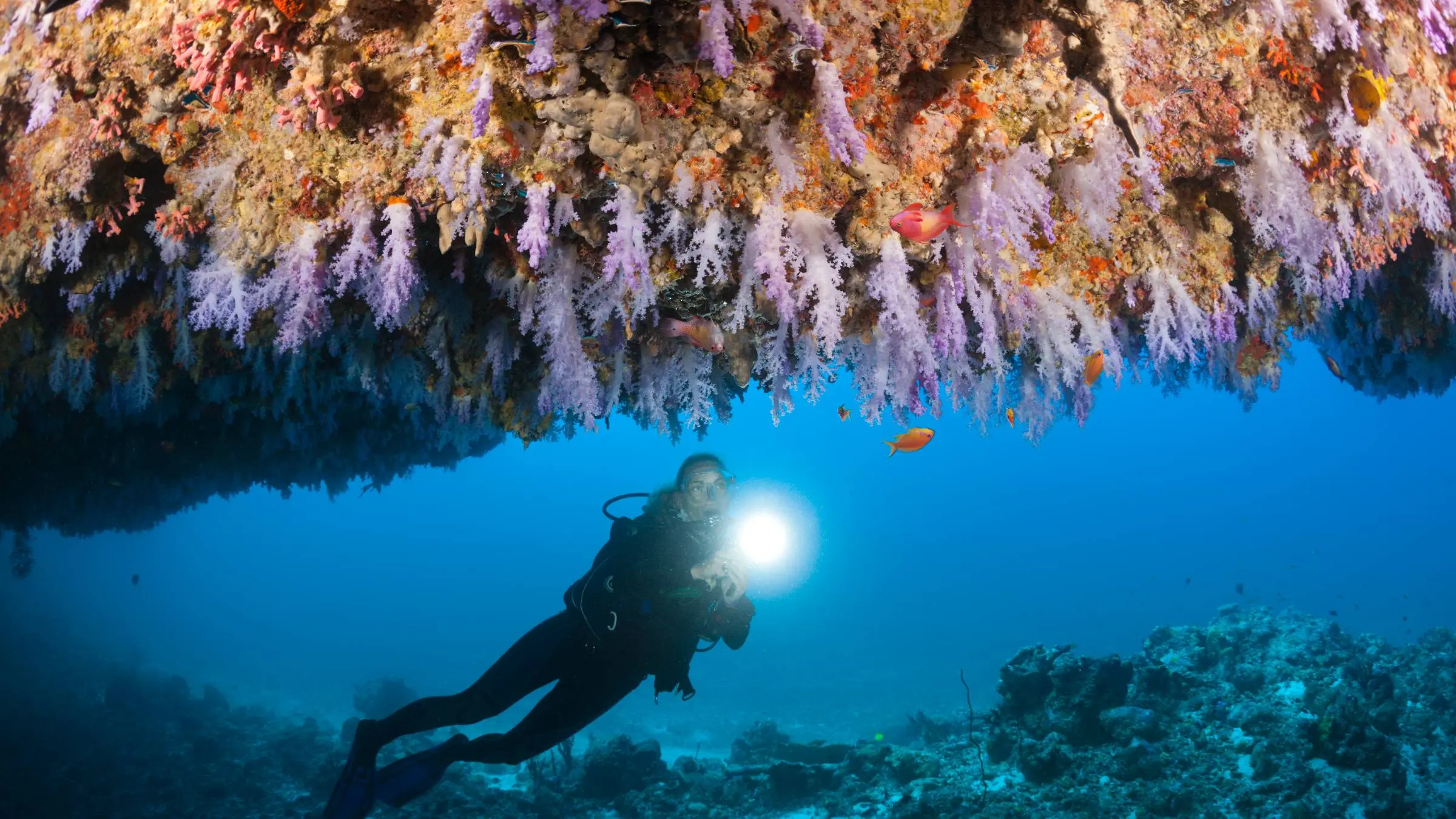WHAT THE BODIES REVEALED UNDERWATER: New leaked autopsy results in the Maldives case may expose the full scale of a crime investigators can no longer ignore… 👇👇